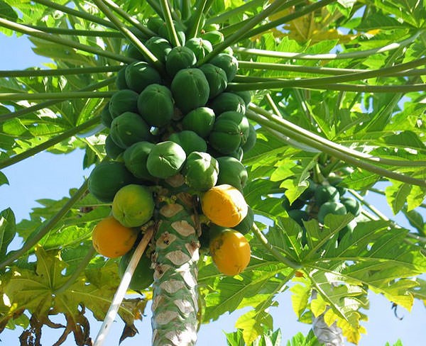 عکس درخت میوه پاپایا