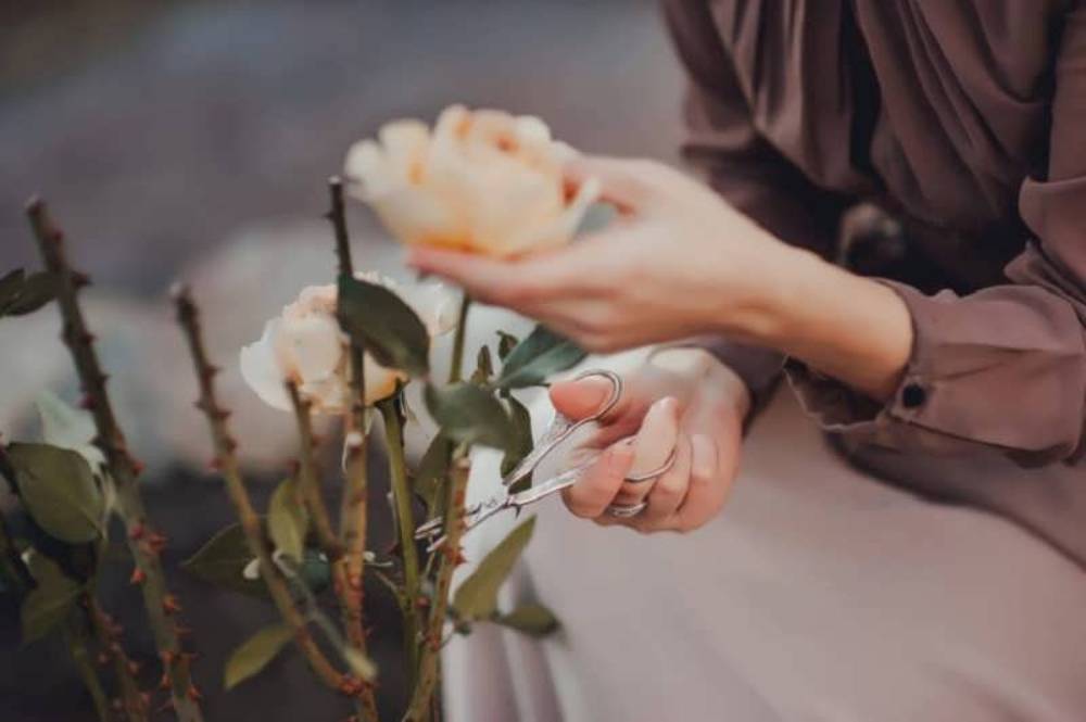 افزایش طراوت گل طبیعی