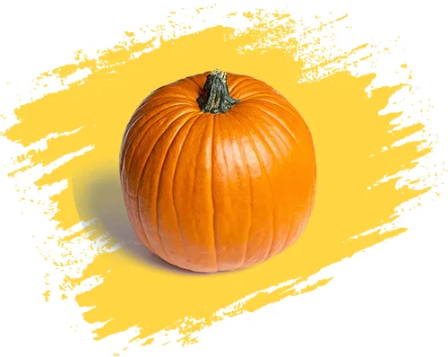 Pumpkin کدوتنبل و کدوحلوایی