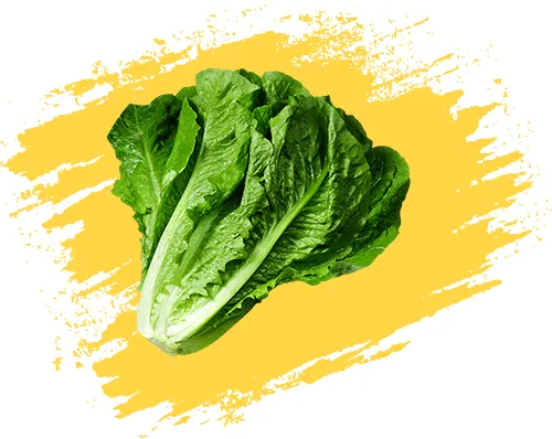 نگهدارنده میوه کاهو Lettuce Crisphead
