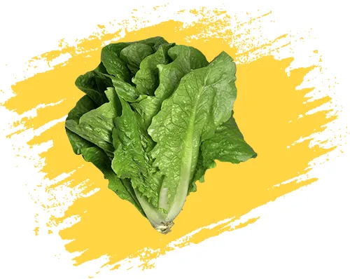 نگهدارنده میوه کاهو معمولی Lettuce Romaine