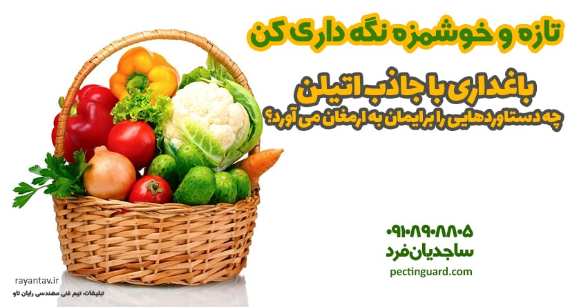 باغداری با جاذب اتیلن چه دستاوردهایی را برایمان به ارمغان می‌آورد؟