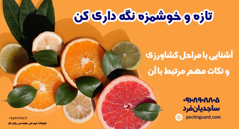 آشنایی با مراحل کشاورزی و نکات مهم مرتبط با آن